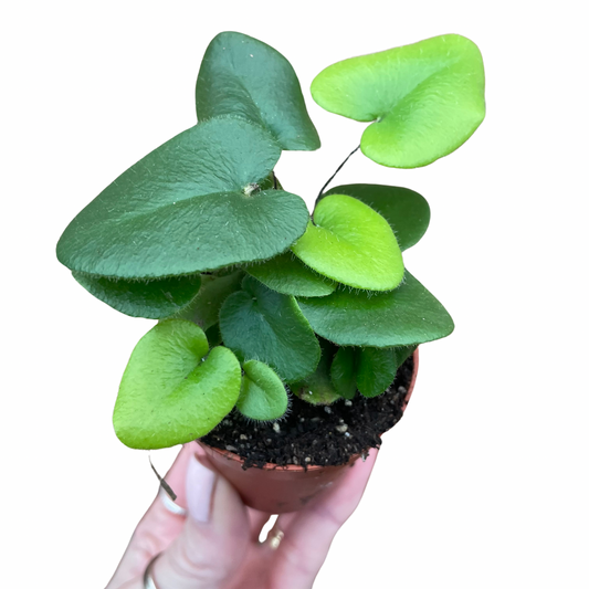 Baby Heart Fern