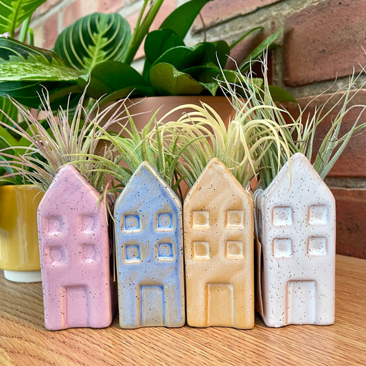 Airplant Tillandsia in Mini Ceramic Pot