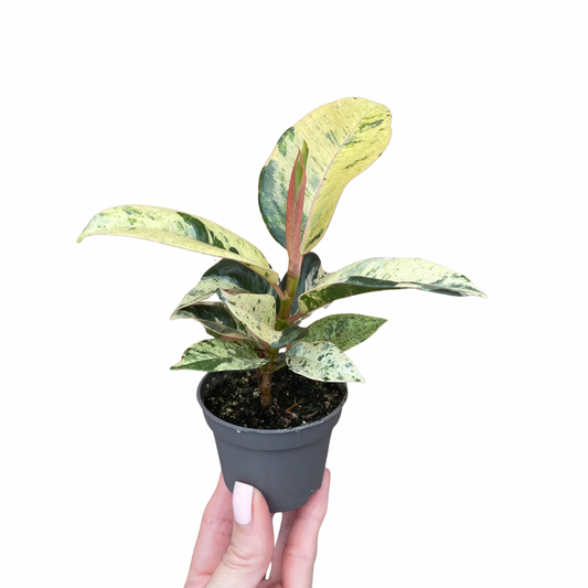 Baby Ficus Shivereana Moonshine Rubber Plant