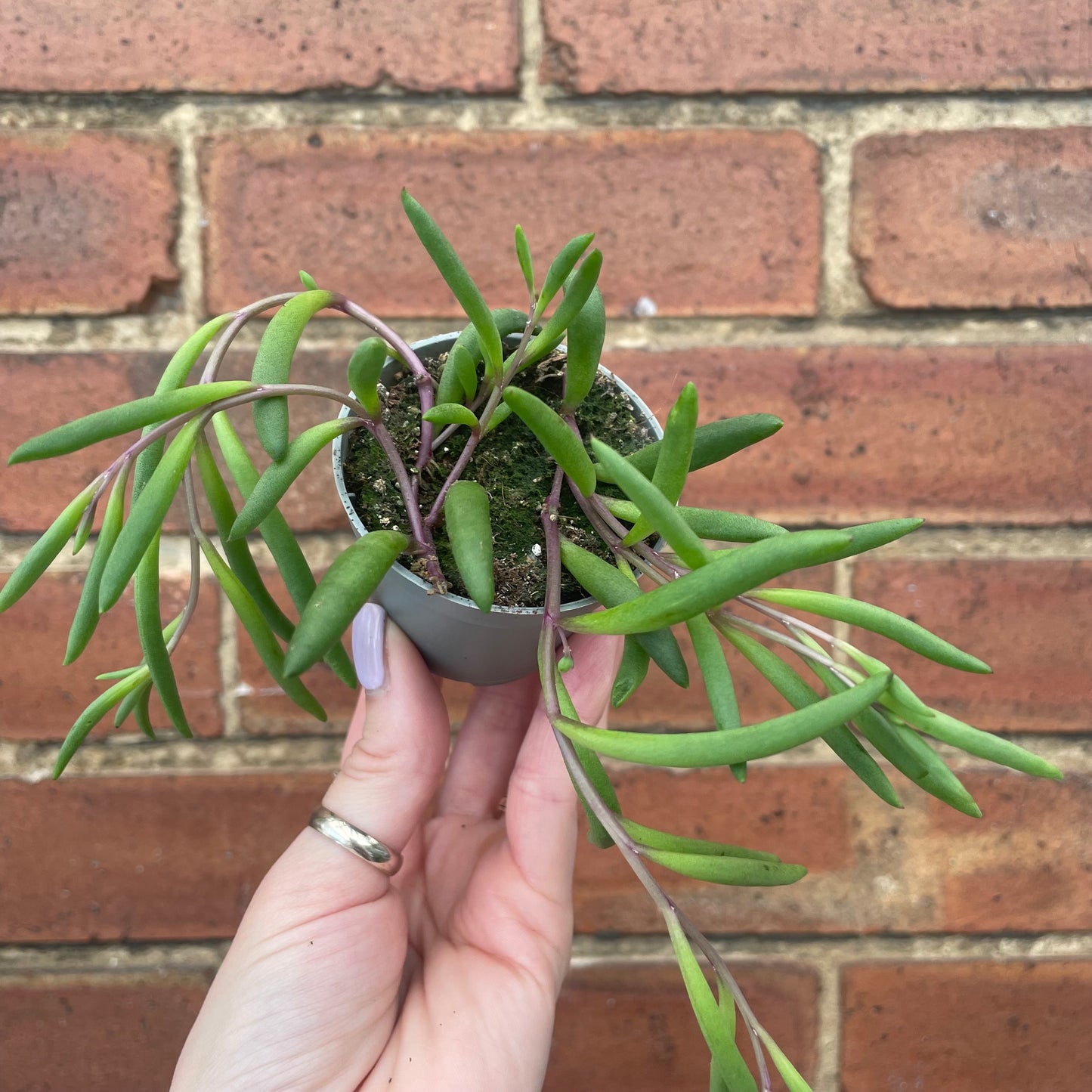 Baby Senecio 'Purple Flush'