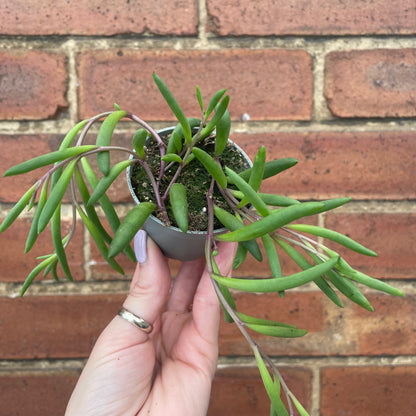 Baby Senecio 'Purple Flush'