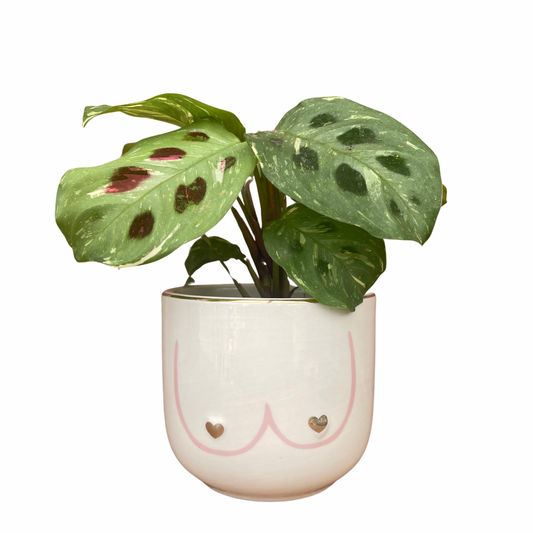 Girl Power Mini Plant Pot