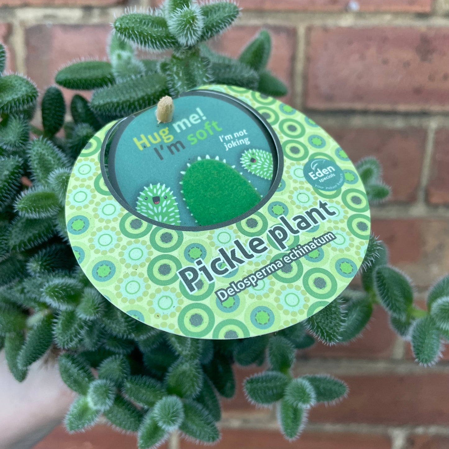 Pickle Plant