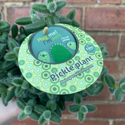 Pickle Plant