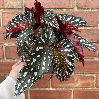 Begonia Maculata 'Crackling Rosie'