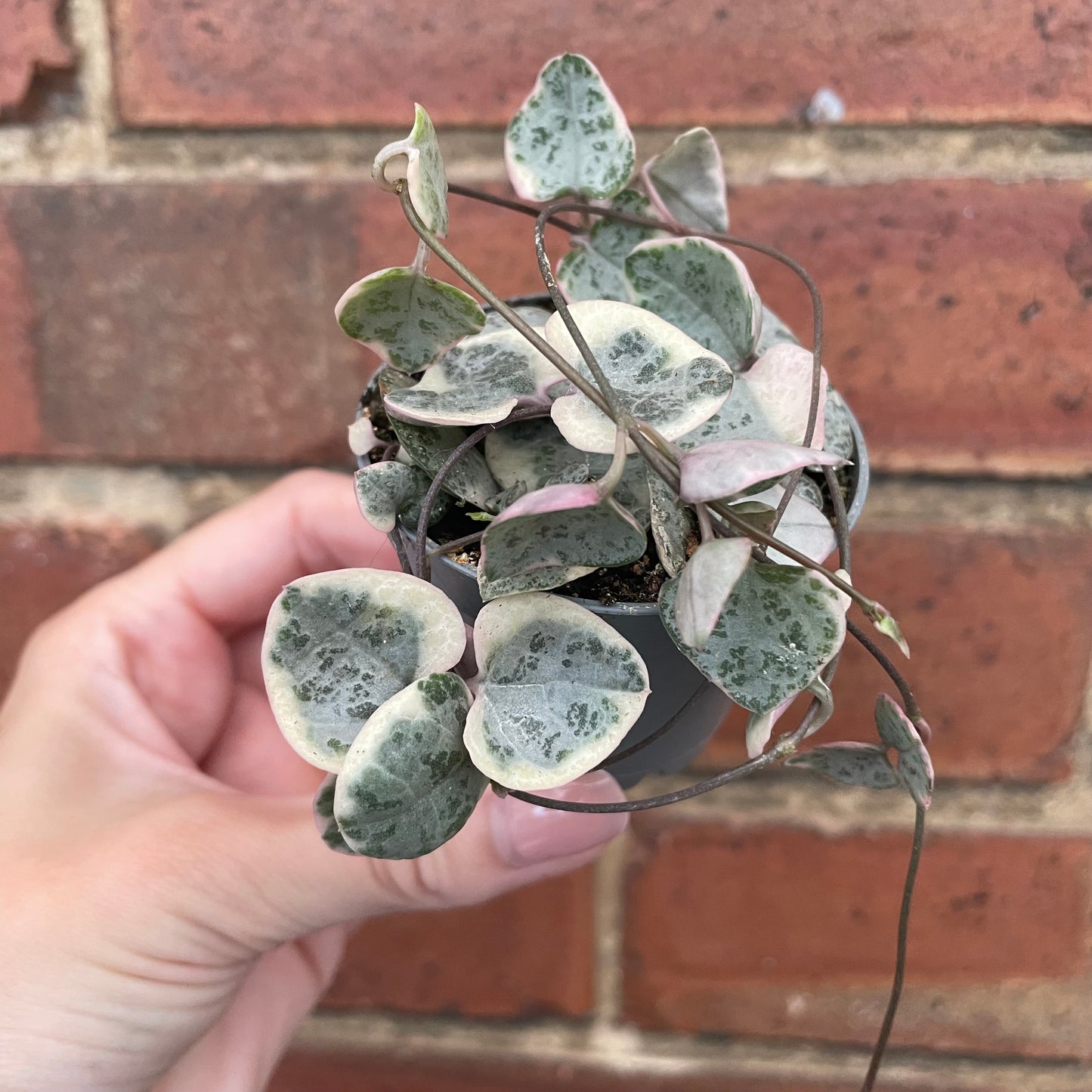 Baby Variegated String of Hearts Ceropegia Woodii