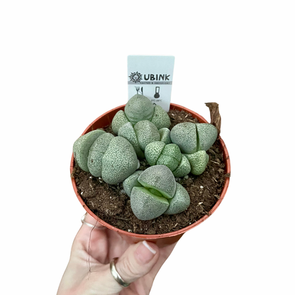 Living Stone/Lithops
