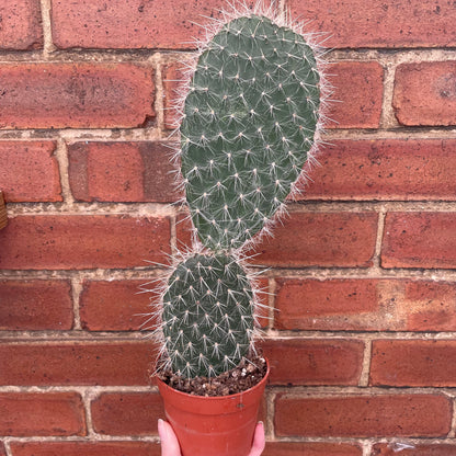 Optunia Pailana Prickly Pear Cactus