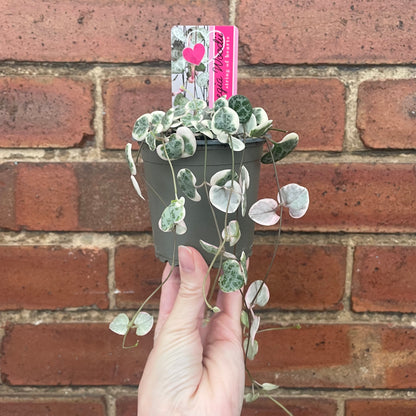 Variegated String of Hearts Ceropegia Woodii 8cm