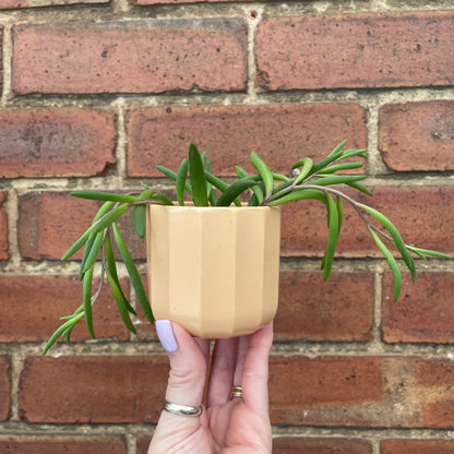 Baby Senecio 'Purple Flush'