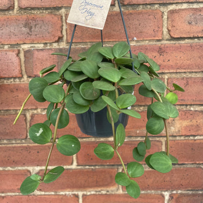 Peperomia Hope