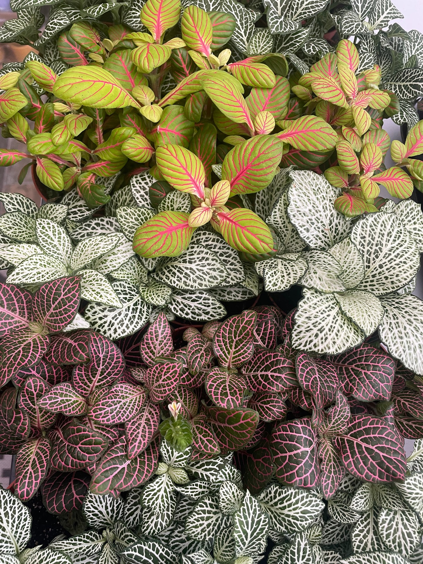 Fittonia Nerve Plant