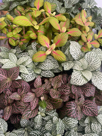 Fittonia Nerve Plant