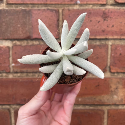 Baby Senecio Haworthii Mount Blanc/Woolly Senecio