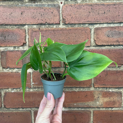 Baby Philodendron Sweetheart Scandens