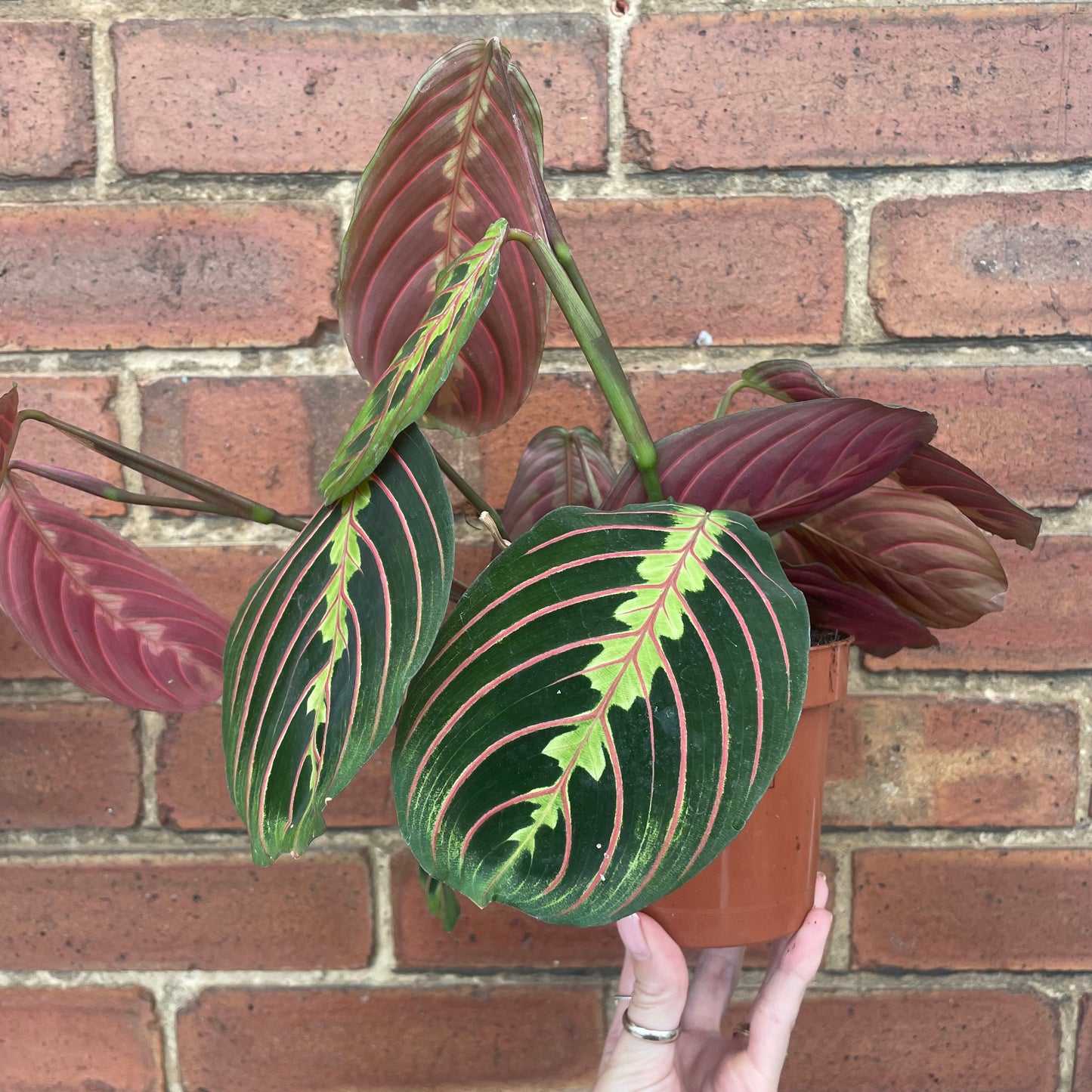 Maranta Fascinator Prayer Plant