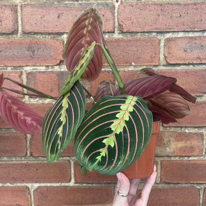Maranta Fascinator Prayer Plant