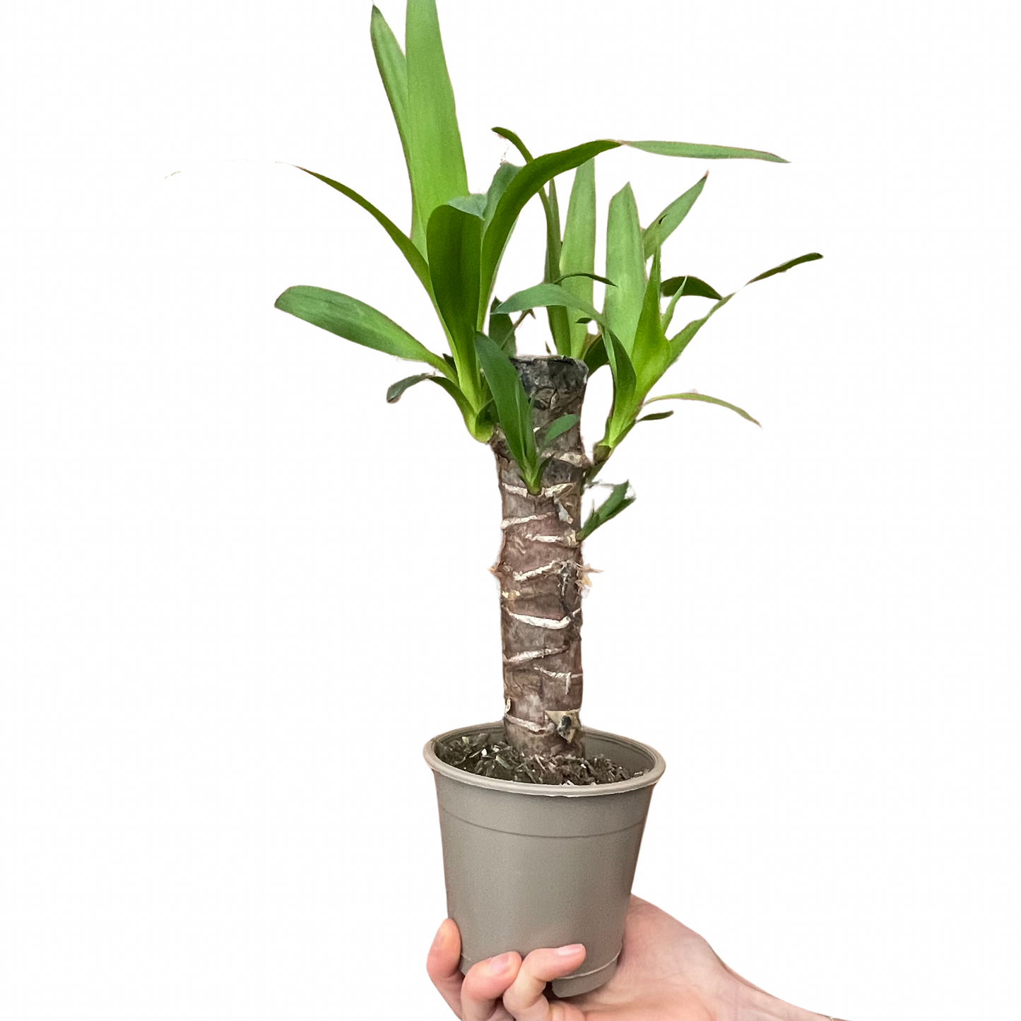 Yucca