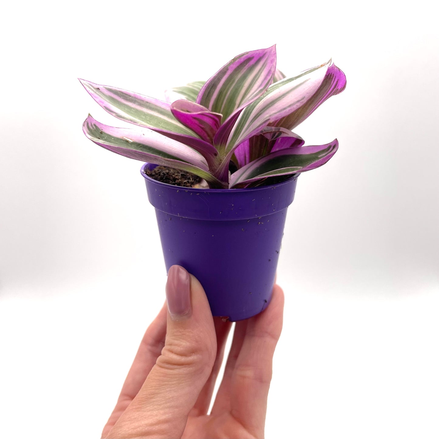 Baby Tradescantia Nanouk