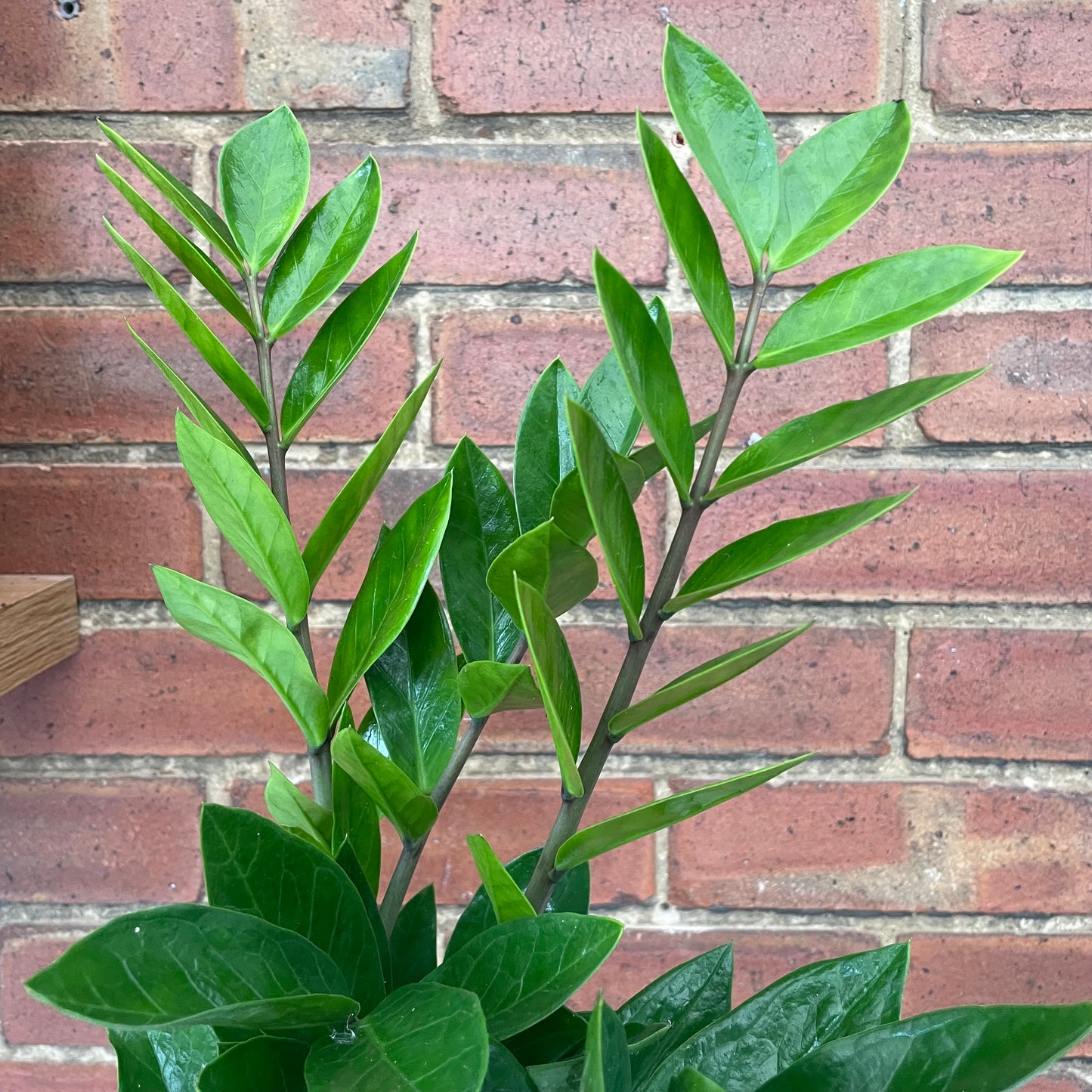 Zamioculcas Zamiifolia/ZZ Plant