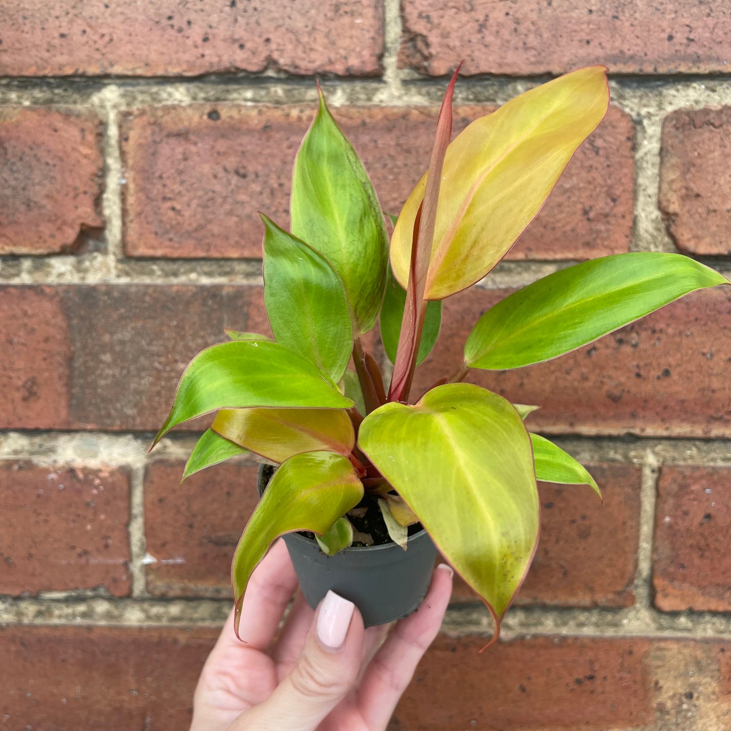 Baby Philodendron Prince of Orange