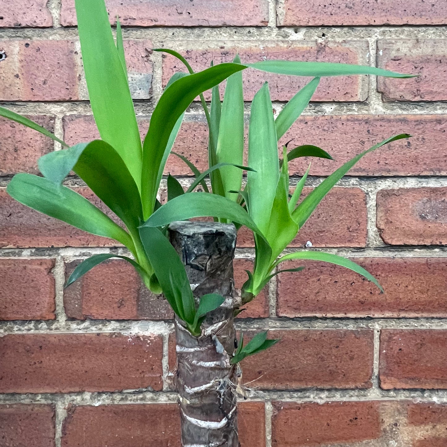 Yucca