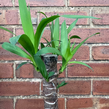 Yucca