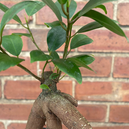 Baby Ficus Ginseng Bonsai Tree
