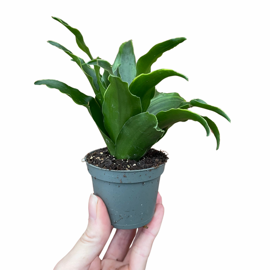 Baby Dracaena Compacta