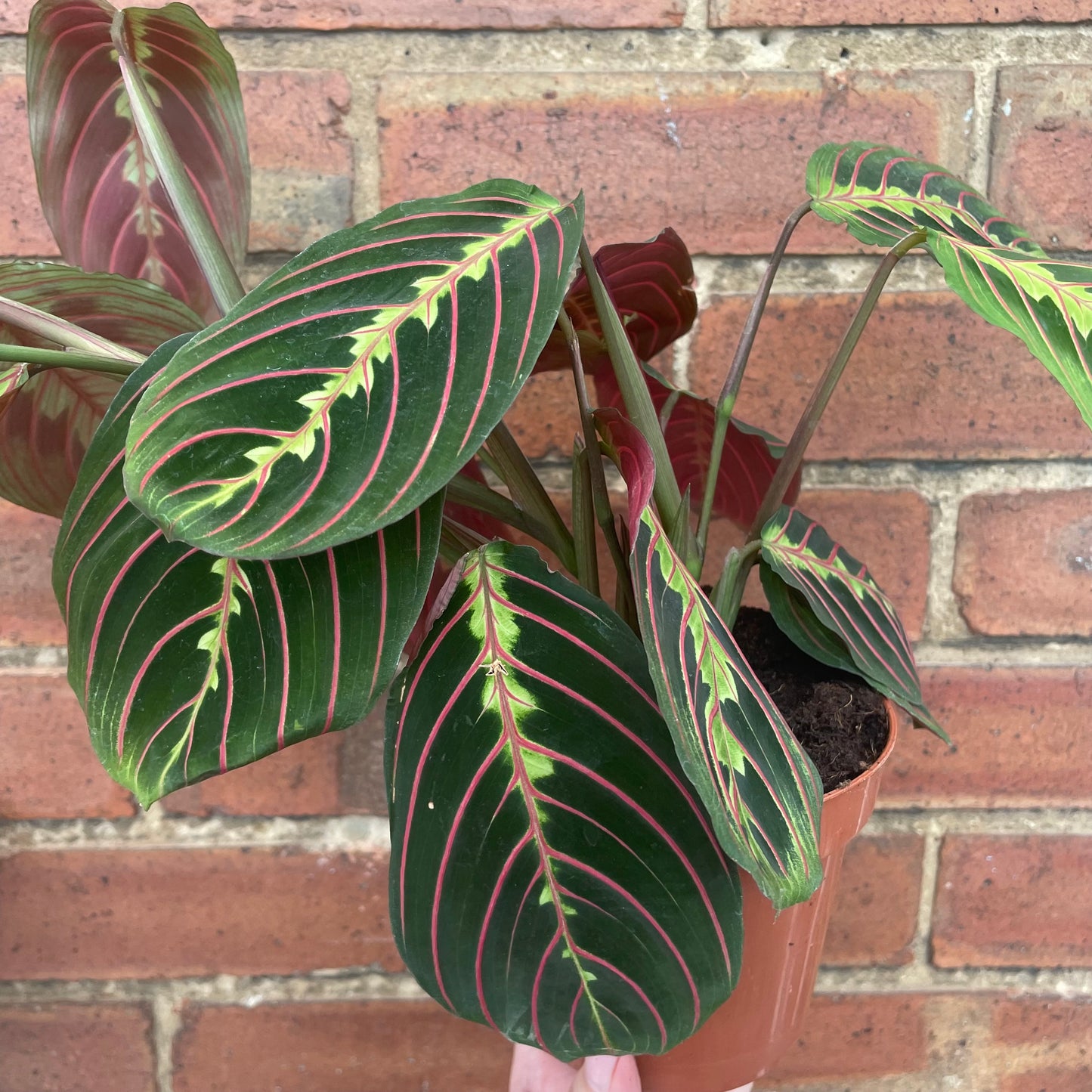 Maranta Fascinator Prayer Plant