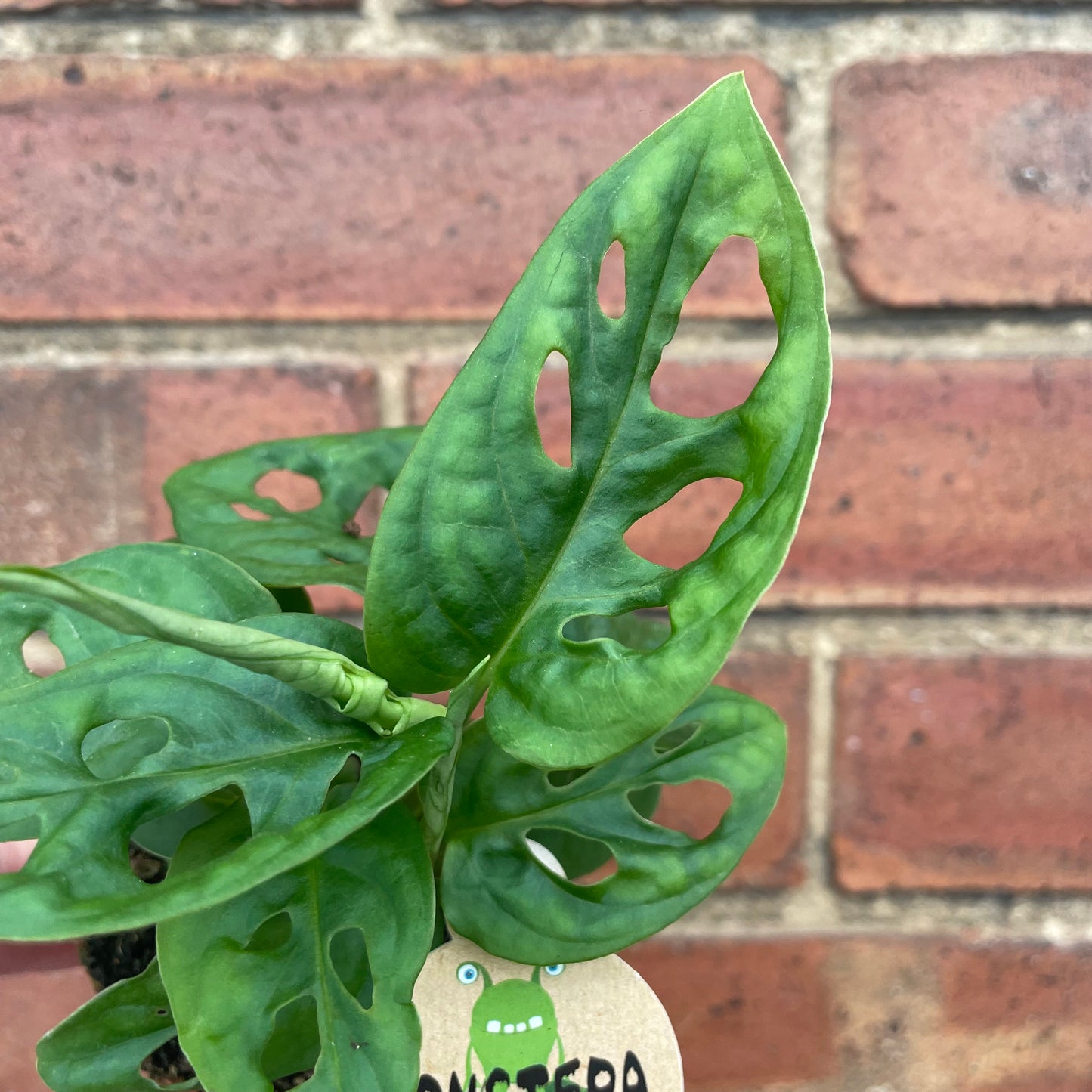 Baby Monstera Adansonii Monkey Mask