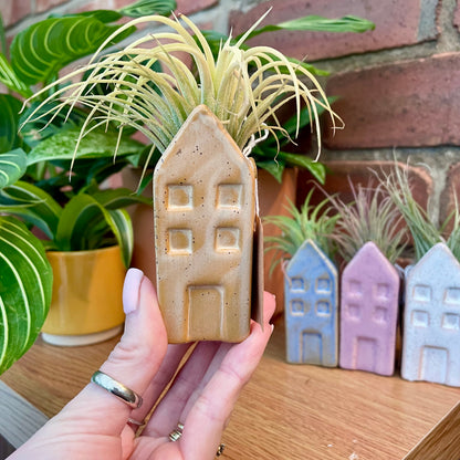 Airplant Tillandsia in Mini Ceramic Pot