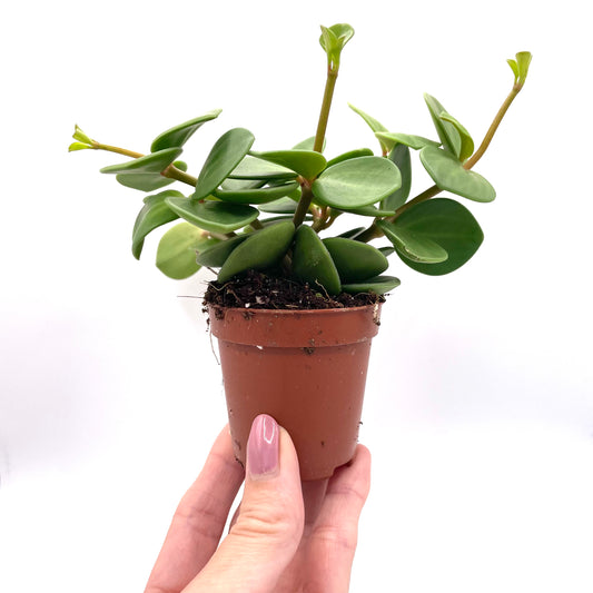 Baby Peperomia Hope