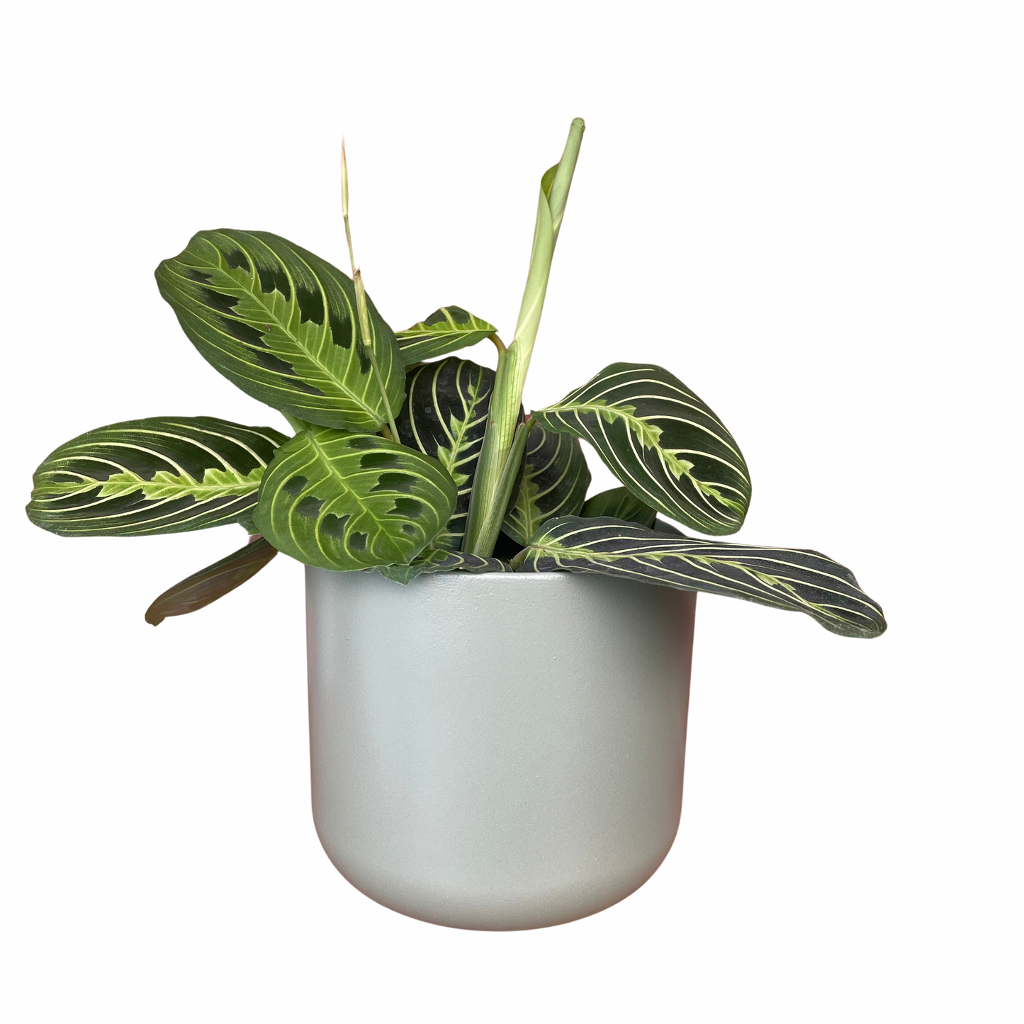 Sage Lisbon Ceramic Indoor Plant Pot 13.5cm