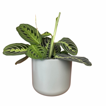 Sage Lisbon Ceramic Indoor Plant Pot 13.5cm