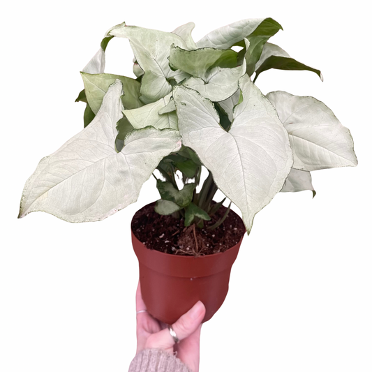 Syngonium Podophyllum Arrowhead
