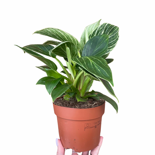 Philodendron Birkin White Wave 12cm Pot