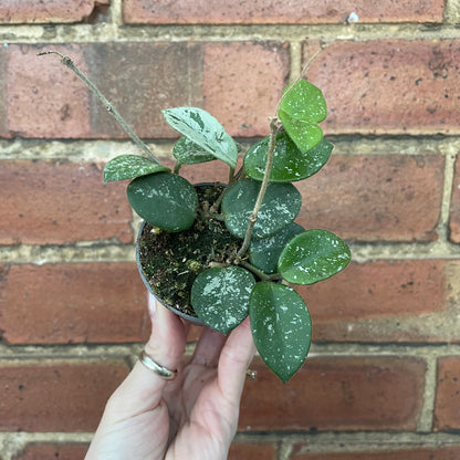 Baby Hoya Mathilde Splash