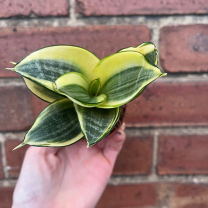 Baby Sansevieria trifasciata Laurentii