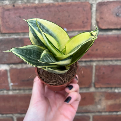 Baby Sansevieria trifasciata Laurentii