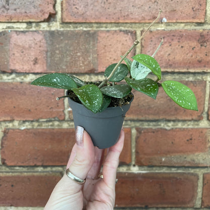 Baby Hoya Mathilde Splash