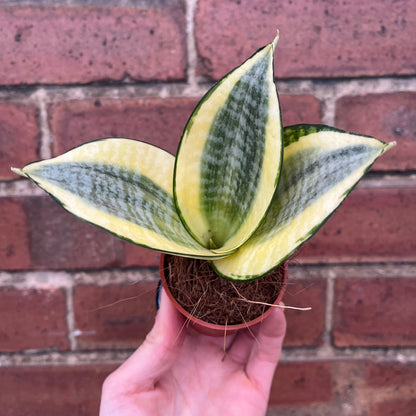 Baby Sansevieria trifasciata Laurentii