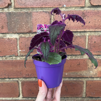 Purple Passion Gynura Aurantiaca
