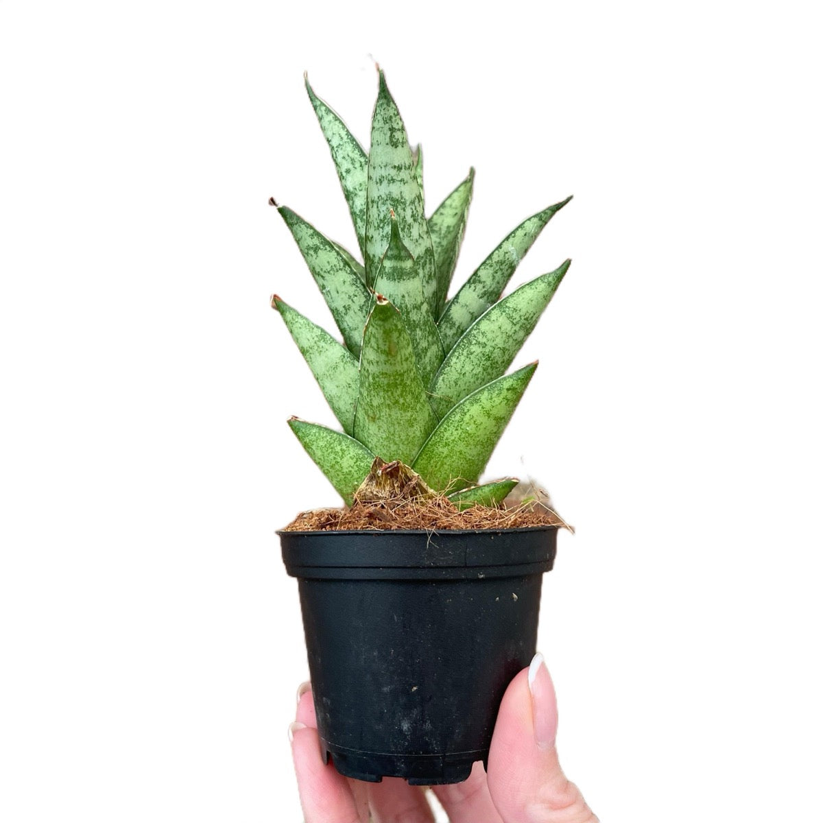 Sansevieria Tough Lady