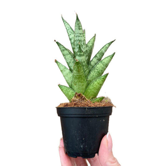 Sansevieria Tough Lady