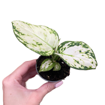 Baby Aglaonema Snowflake