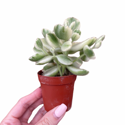 Baby Bear Paw Cotyledon Tomentosa Variegata