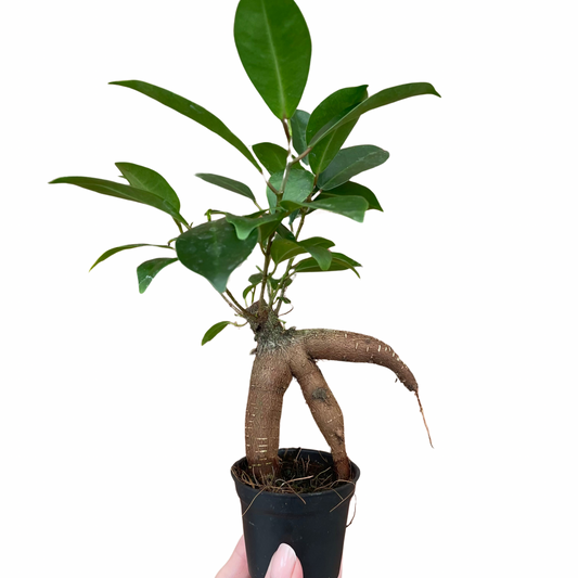 Baby Ficus Ginseng Bonsai Tree
