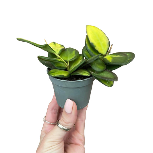 Baby Hoya Burtoniae Variegata