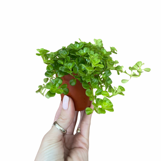 Baby Pilea Depressa